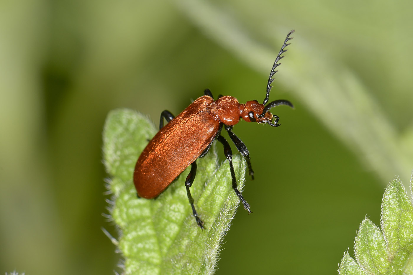 Pyrochroidae: Pyrochroa serraticornis? S.